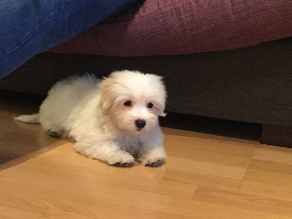 Ma chienne Romy, dont lâanxiĂ©tĂ© a Ă©tĂ© apaisĂ©e grĂące Ă un mĂ©lange de fleurs de Bach personnalisĂ©.